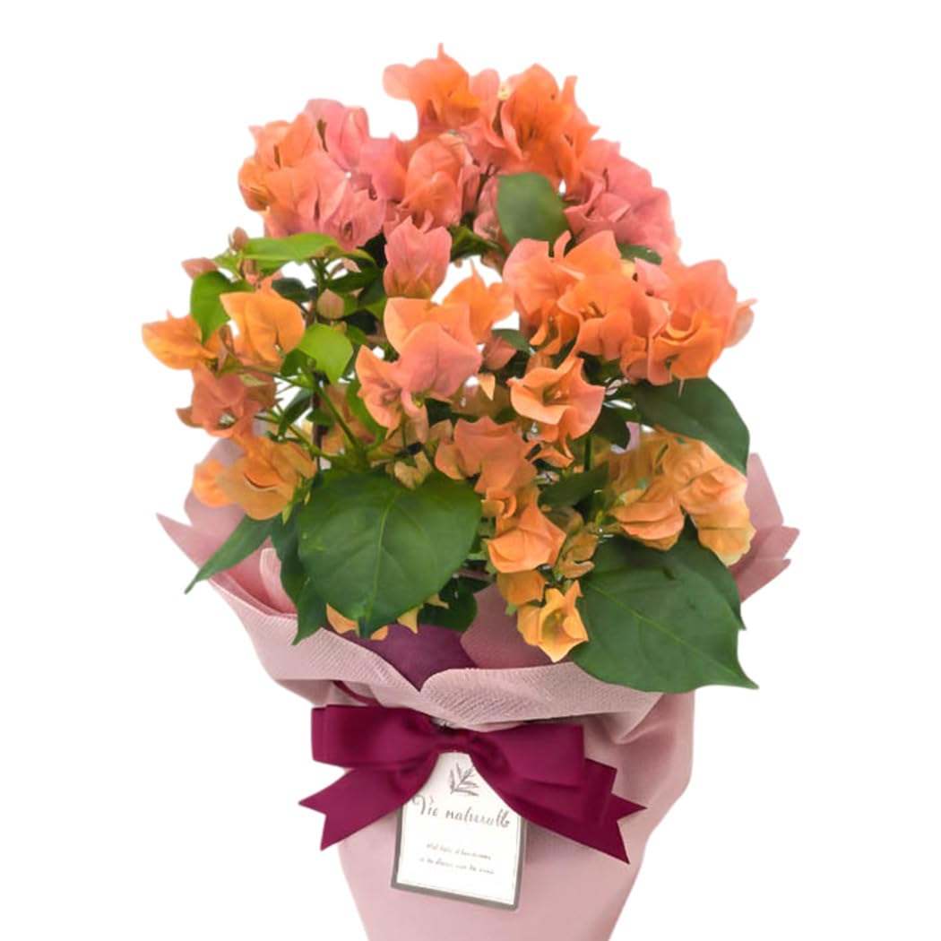 Amazon.co.jp: 【ありがとうを伝える】 母の日 花 ブーゲンビレア